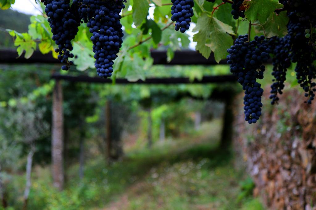 Quinta De Gildinho Villa Eksteriør bilde
